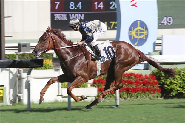 “忠心勇士”有望成1999年后首匹夺得主席短途奖的三岁马 大陆赛马网.jpg