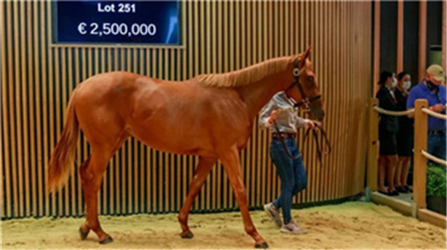 二届年青马大赛25日安平举办,法国球星斥资250万买赛马 (3).jpg