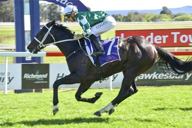 中国马主联盟澳洲初露锋芒:“玉龙+黄丁林+日发牧马堂”联合发威! (1).jpg