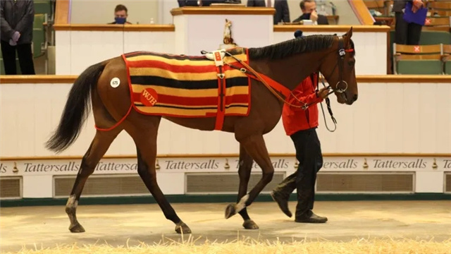 英国纽马基特塔特索斯拍卖会售出30万坚尼现役赛马.webp.jpg