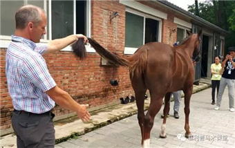 温血马价值不菲,教你如何不花冤枉钱甄选心仪障碍马匹! (4).jpg