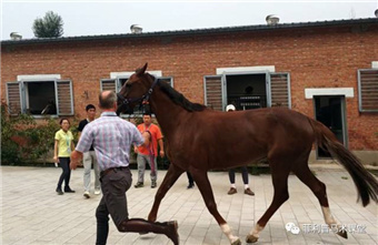 温血马价值不菲,教你如何不花冤枉钱甄选心仪障碍马匹! (5).jpg