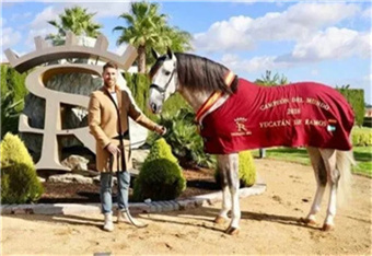 皇马球星拉莫斯购入8岁天才雌马 (3).jpg