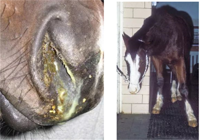 马闻早报丨新疆农大获批马业科学本科专业,中国马会慰问第一代赛马冠军伉俪 大陆赛马网 赛马网 赛马 (1).png