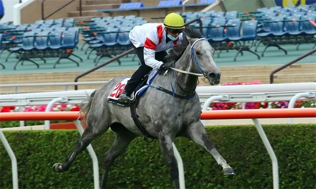 五星级马术大奖赛冠军赛驹Chilli Willi由于骨折被执行安乐死 大陆赛马网 赛马网 赛马 (2).jpg