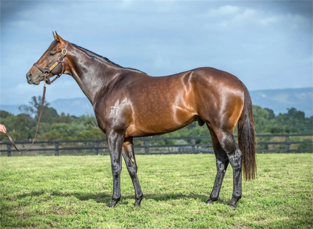 CHC杰士马主俱乐部及合作伙伴种公马包揽澳洲首季后代表现榜前三 (5).jpg