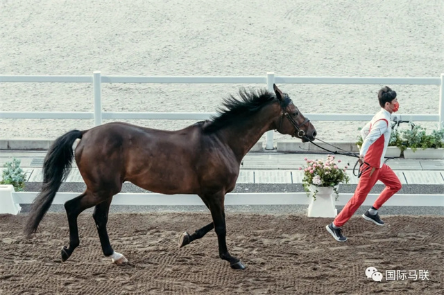 北京时间7月31日下午1600,东京奥运会马术项目第三项比赛——场地障碍赛个人赛的验马工作如期上演。共有来自全球35个国家和地区的93匹赛驹(含替补赛驹)参加了验马工作。 (4).jpg