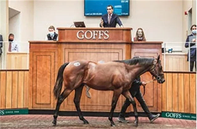 美国身价5300万的赛马训练时意外死亡丨全球赛马一周精彩呈现 (1).jpg