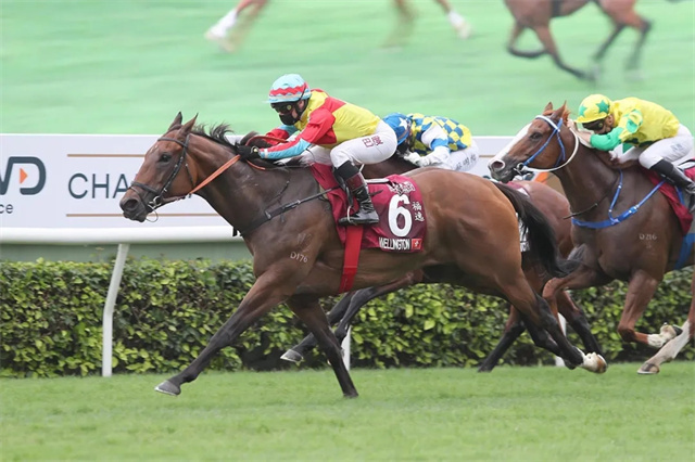 9月13日,上季首度全季在港策骑的法国骑师巴度便策骑为他在一级赛建功的“福逸”在草地上进行了一课弹闸操练,他正期待这匹短途佳驷于今季的复出之战。巴度热切期盼主席短途奖(一级赛,1200米)冠军“福逸”(父系“情深义重”)回归。 (1).jpg