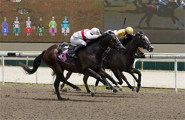 大陆马,新西兰纯血马,快跳拍卖会,马术,赛马, (5).jpg