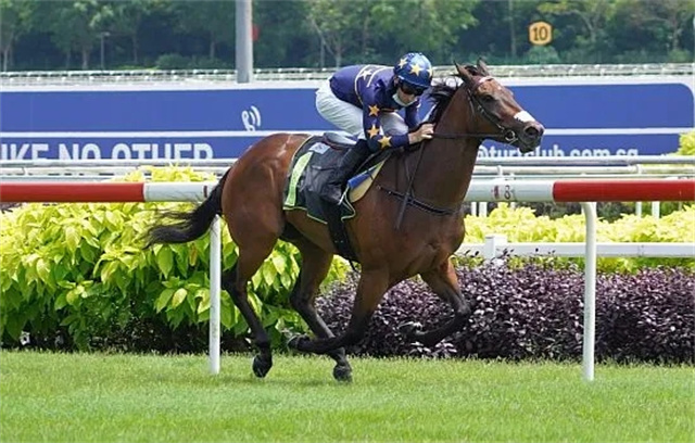 马闻早报丨中马协在天津举办马术国家级技术官员培训考核,“雍容尔雅”有望出战凯旋门大赛 (4).jpg