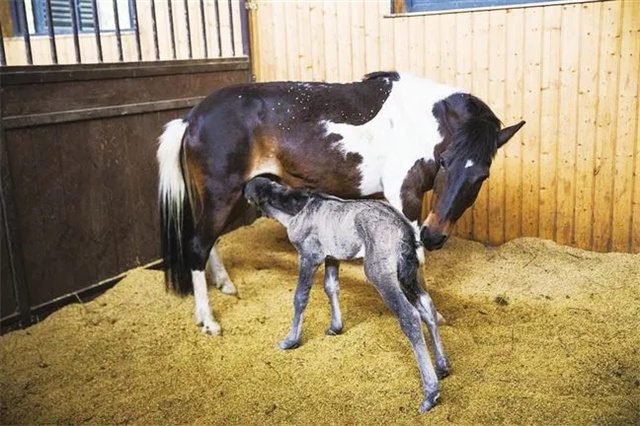 蘇州西浦附校迎來第一匹新生馬 馬術課上有了明星團寵