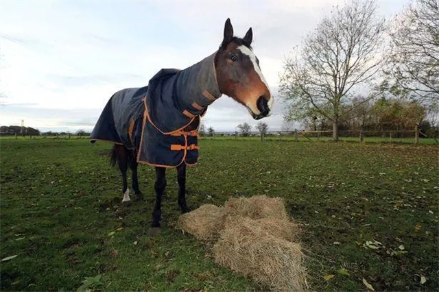 马闻早报丨伊犁马术人才培训班开班仪式举行,一女子好心喂马竟惹官司 (6).jpg