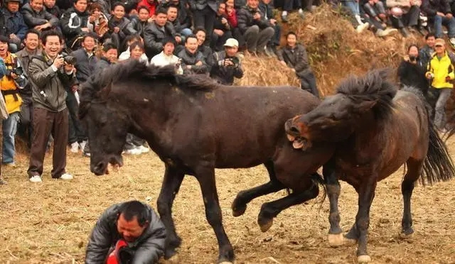 马闻早报丨祁连山下千年马场通高铁,广西男子看斗马被挤进马场 (6).jpg