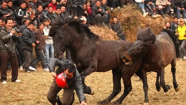 马闻早报丨祁连山下千年马场通高铁,广西男子看斗马被挤进马场 (7).jpg