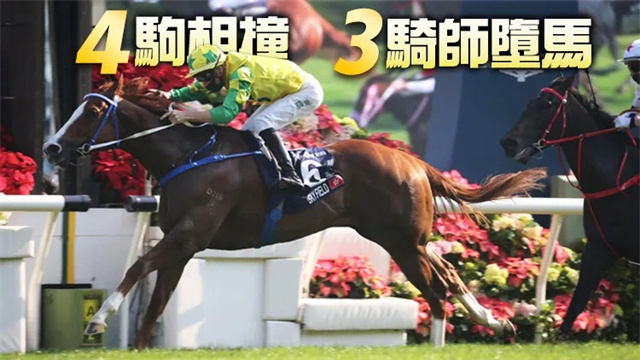 马闻早报丨聚星马粮备货通知,香港一级赛坠马骑师无需手术 (11).jpg