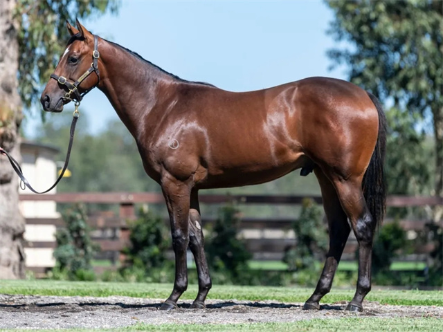 中国马主联盟,澳洲,玉龙繁育,马术,赛马,众里 (2).jpg