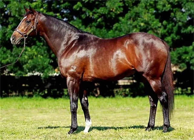 中国马主联盟,澳洲,玉龙繁育,马术,赛马,众里 (3).jpg