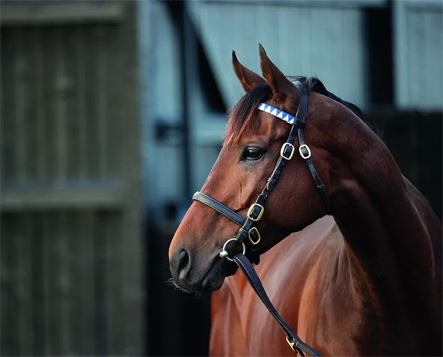 马闻早报丨伊犁马术人才培训班再迎“马教授”,2021国际赛马组织联盟继续网络颁 (10).jpg