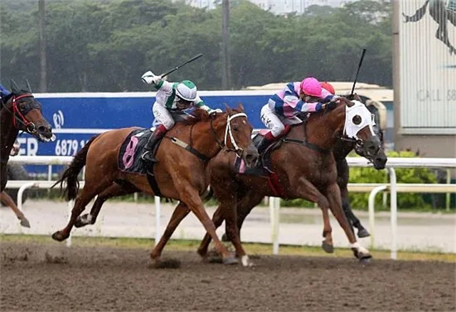 中国赛马人不仅在海外赛场频获佳绩,也在专业的繁育领域卓有建树。 (9).jpg