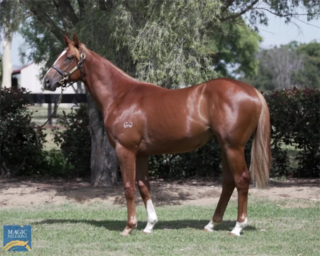 马闻早报丨武汉政协会议胡越高为马产业建言,CHC澳洲继续大手笔豪购 (2).jpg