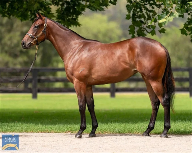 马闻早报丨比尔鲍姆训练动作引争议被电视台曝光,香港练马师坚决不打疫苗 (3).jpg