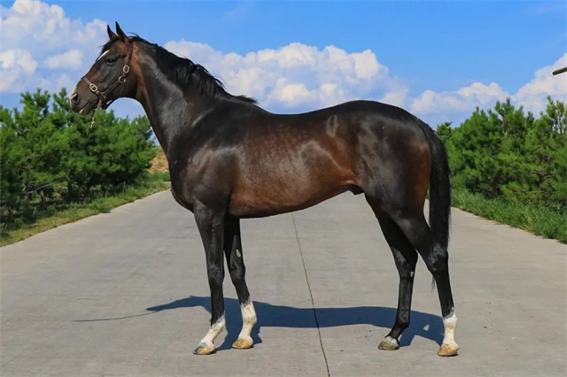 中国的国产速度赛马事业蓬勃发展,在纯血马繁育大军中,又有一家雄心勃勃的马业企业加入其中,它就是路优通马业。 (1).jpg