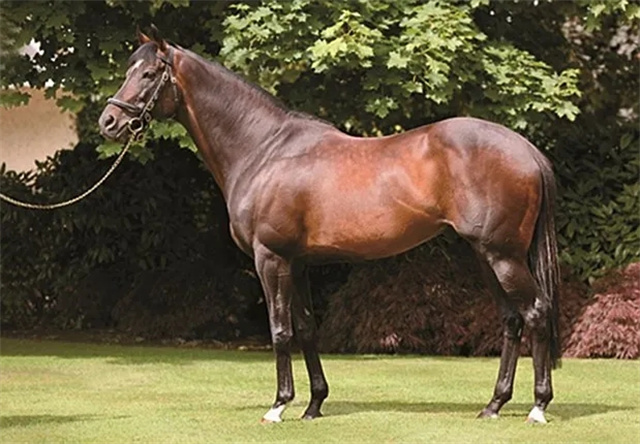 中国的国产速度赛马事业蓬勃发展,在纯血马繁育大军中,又有一家雄心勃勃的马业企业加入其中,它就是路优通马业。 (4).jpg