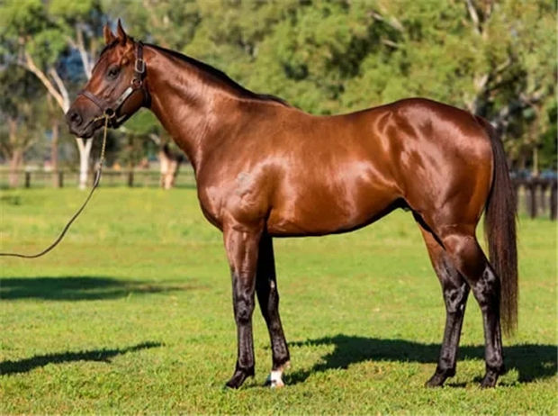 70万澳币周岁购入!CHC杰士马主俱乐部2岁公马“俄勒冈”斩获首冠 大陆赛马网 (3).jpg