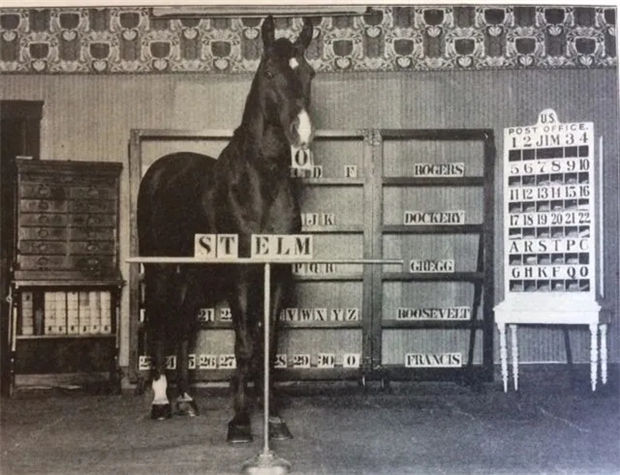 你知道么,马不愿意经过闹鬼的地方 青马网大陆马 (3).jpg