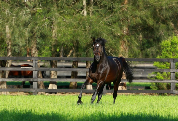 “信可成真”子嗣两小时内连赢3场一级赛 大陆马 (1).png
