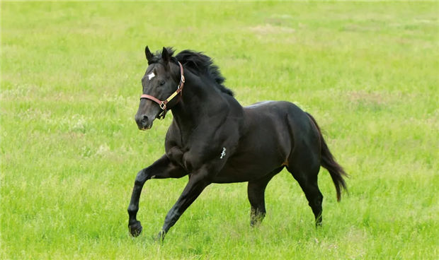 酋长的赛马生意经:旗下澳洲种马同时配种一次,秒赚270万 大陆赛马网 (4).jpg