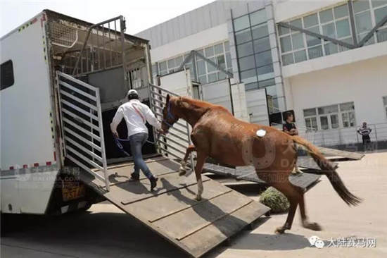 玉龙马业81匹澳洲纯血马包机抵达太原机场:创山西进口马匹历史18.jpg