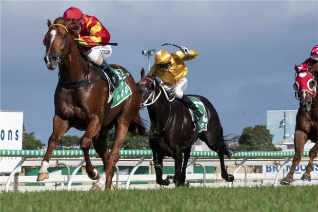 2岁公马“智者乐水”澳洲三级赛轻取冠军!为蒙骏和雅士新马主组合送上“贺礼”大陆赛马网 (1).jpg