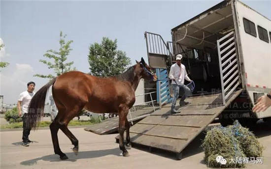 玉龙马业81匹澳洲纯血马包机抵达太原机场:创山西进口马匹历史16.jpg