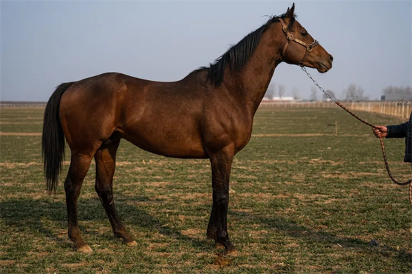 “一鸣越影”:国内多个赛场的冠军王者,夺冠途程从1000米到2000米! 大陆马 (2).jpg