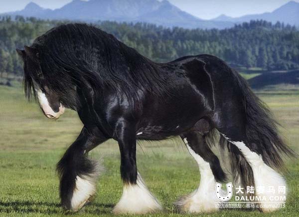 吉普赛马:神遗忘在人间的优雅骑兽 大陆赛马网.jpg