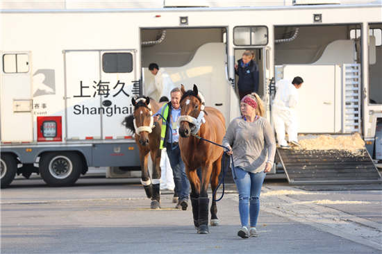 2017上海浪琴环球马术冠军赛首批赛马今晨抵沪6.jpg