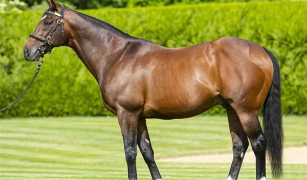 马王“范高尔”收获第89匹锦标赛冠军子嗣 大陆马.png