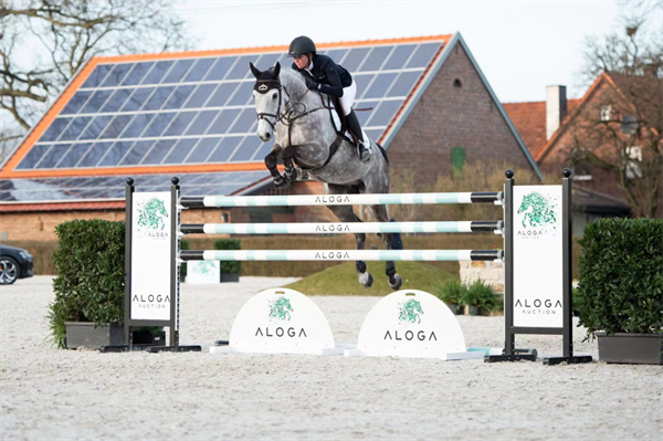 全球顶级马术赛马拍卖会即将开幕!冠军骑手为你选马! 大陆马 (13).png