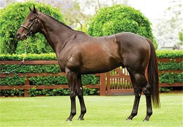 Aquis Farm雅士牧场与日发牧马堂共有三岁公马“碧蕙山”退役配种:已有两匹“皮耶罗”子嗣种公马 大陆赛马网 (3).jpg