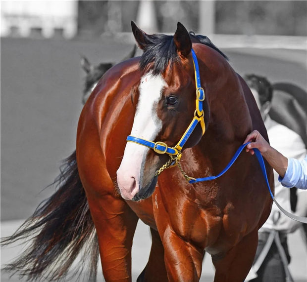 澳洲种马巡礼之“舞不停”:赛场速度之王,“犀利时”最快的儿子 大陆赛马网 (3).jpg