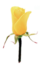 墨尔本杯赛马嘉年华Melbourne Cup 全攻略 大陆赛马网4.png