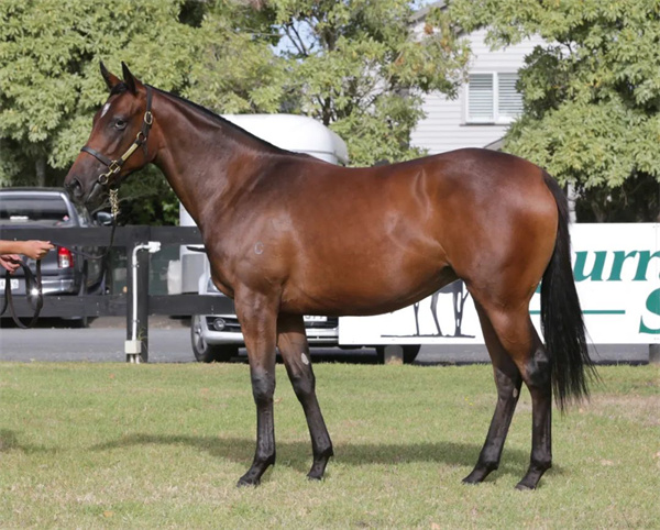 新西兰卡拉卡全国周岁马拍卖会21岁种马“灯塔岛”周岁女儿拍出370万高价!大陆赛马网 (1).jpg