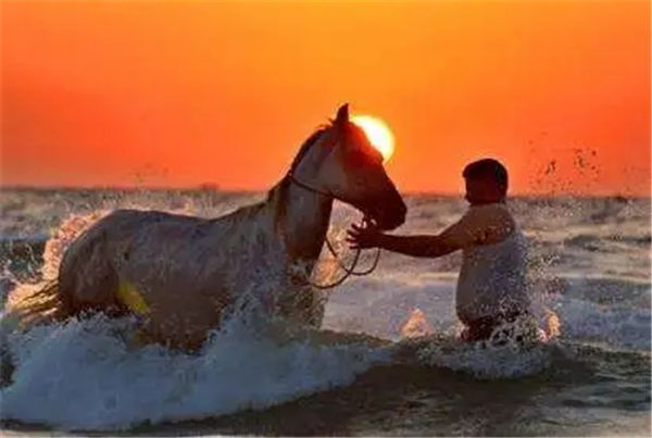 能在给马降温的水中加冰块吗?会“激”到马么? 青马网大陆马.jpg