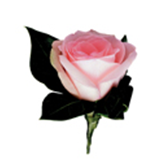 墨尔本杯赛马嘉年华Melbourne Cup 全攻略 大陆赛马网6.png