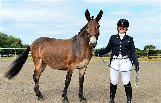 我是不是做错什么了?作为一头骡子,盛装舞步比赛我不小心把马赢了…… 青马网大陆马 (5).jpg