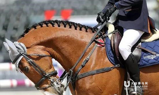 什么?马儿口吐白沫是好事 代表愿意与骑手合作 大陆赛马网.jpg