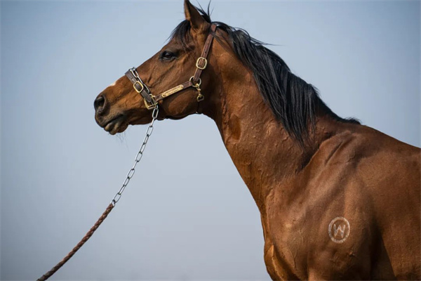 新西兰卡拉卡全国周岁马拍卖会21岁种马“灯塔岛”周岁女儿拍出370万高价!大陆赛马网 (2).jpg