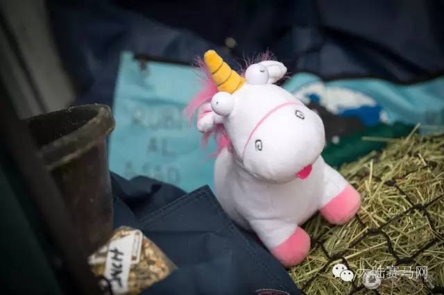 奥运参赛马匹坐商务舱抵达巴西:华天和“堂·热内卢”里约最新动态 13.jpg